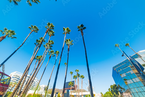 Palm trees in Hollywood Boulevard