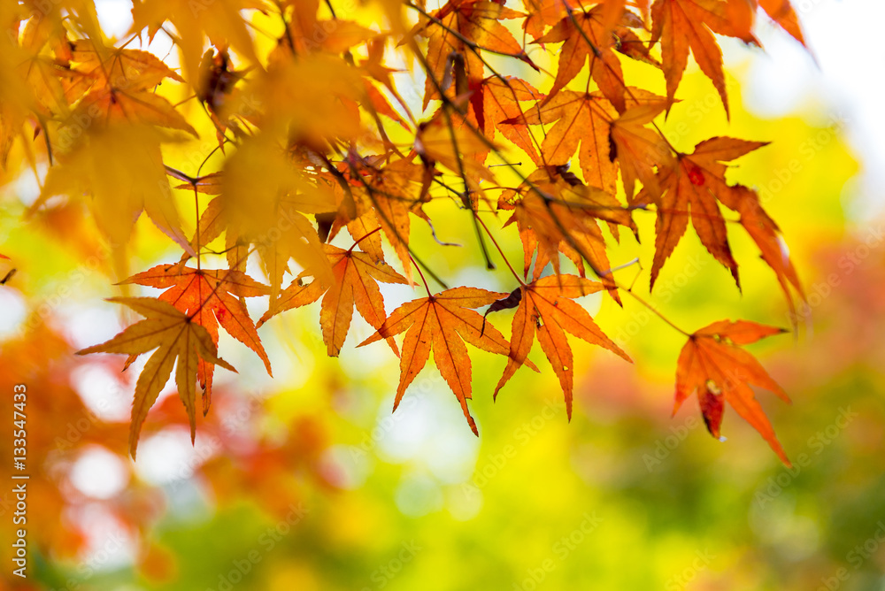 the beautiful autumn color of Japan maple