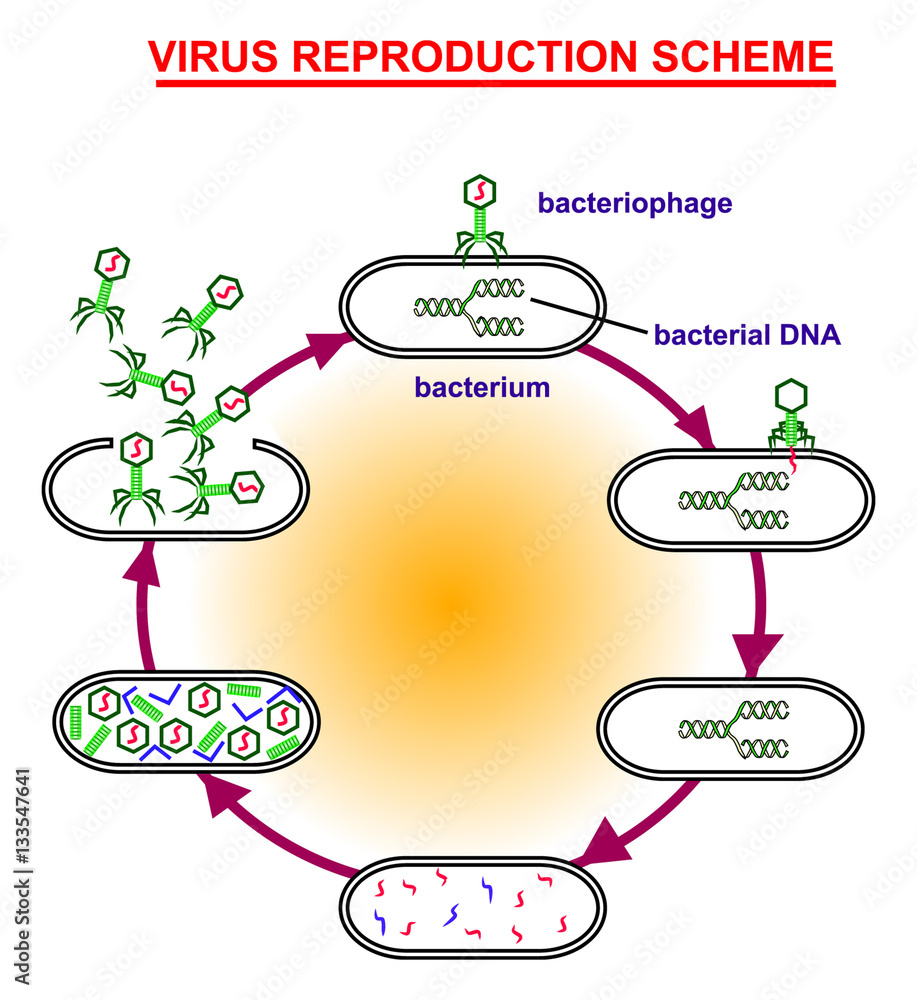 virus-reproduction-scheme-virus-education-info-graphic-stock-vector