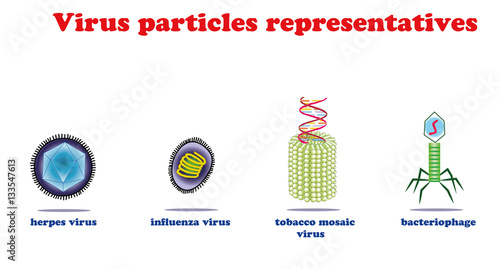 Virus particles representatives.Herpe. influenza. tobacco mosai. bacteriophage. Virus education info graphic.