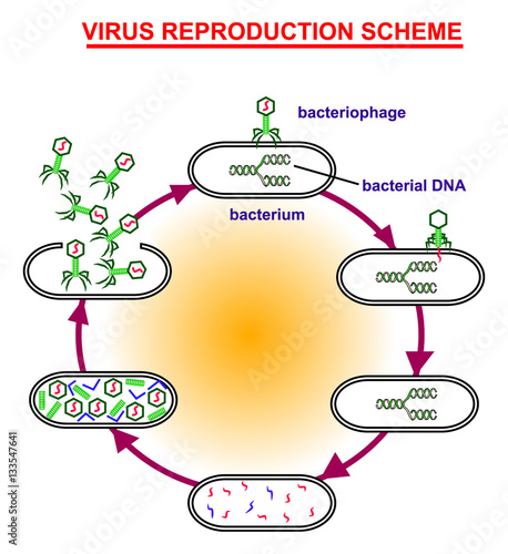 Virus reproduction scheme. Virus education info graphic.