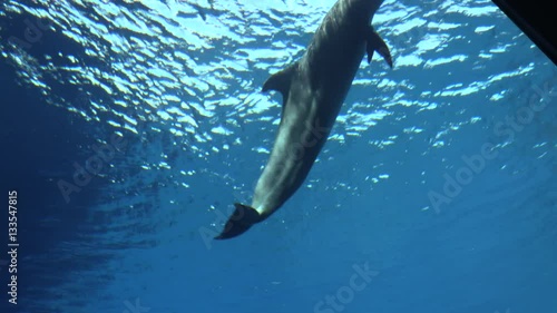 Dolphins 6
Shooting of dolphins in the tank photo