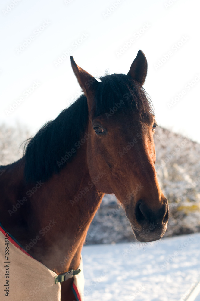 Horse portrate bay color in winter