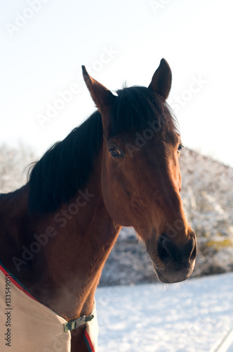 Horse portrate bay color in winter © GrasePhoto