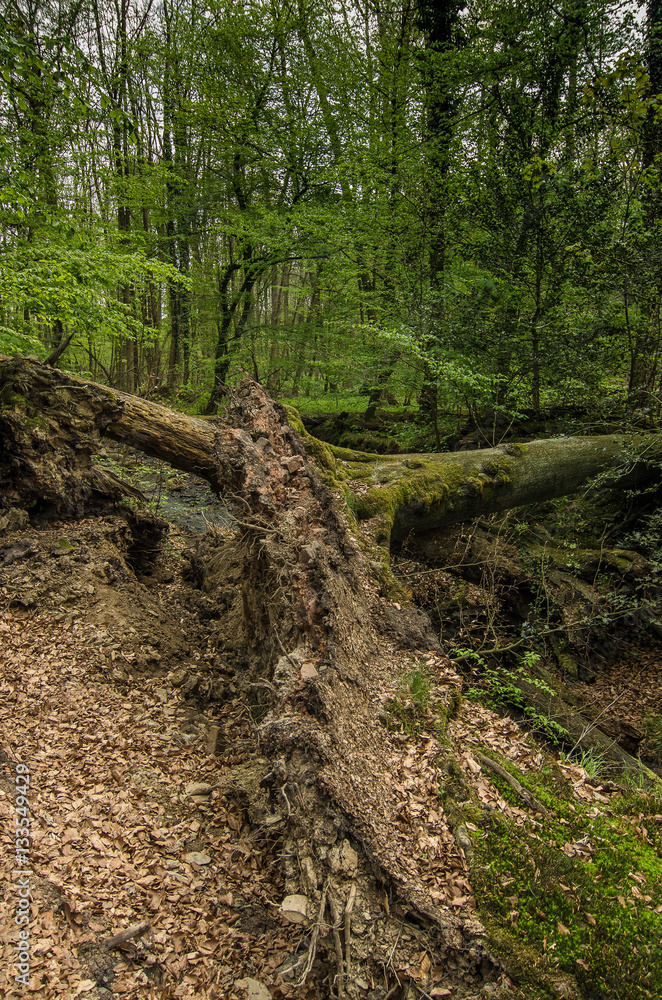 Sturm, umgestürzter Baum nach einem Sturm, Oefte, Essen, Germany