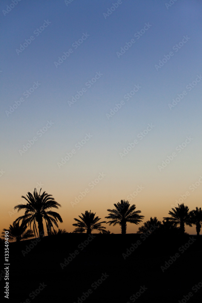 coucher de soleil sur des palmiers