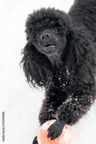 Black Poodle in snow with red Ball