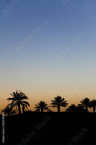 coucher de soleil sur des palmiers