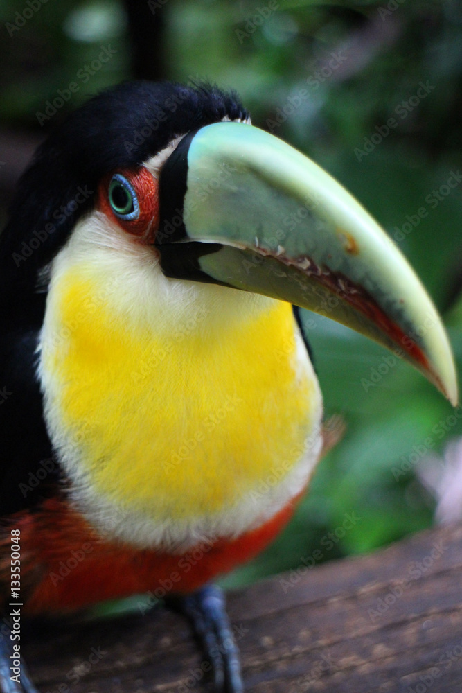 Toucan bird with white trout and black body Toucan bird with white trout and black body
