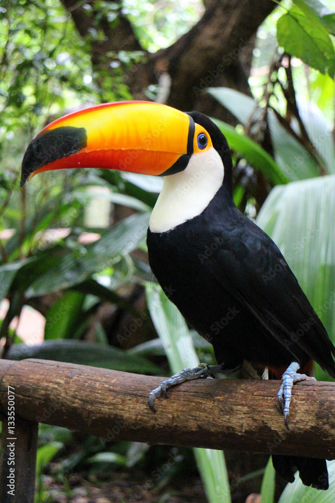 Fototapeta premium Toucan bird with white trout and black body 