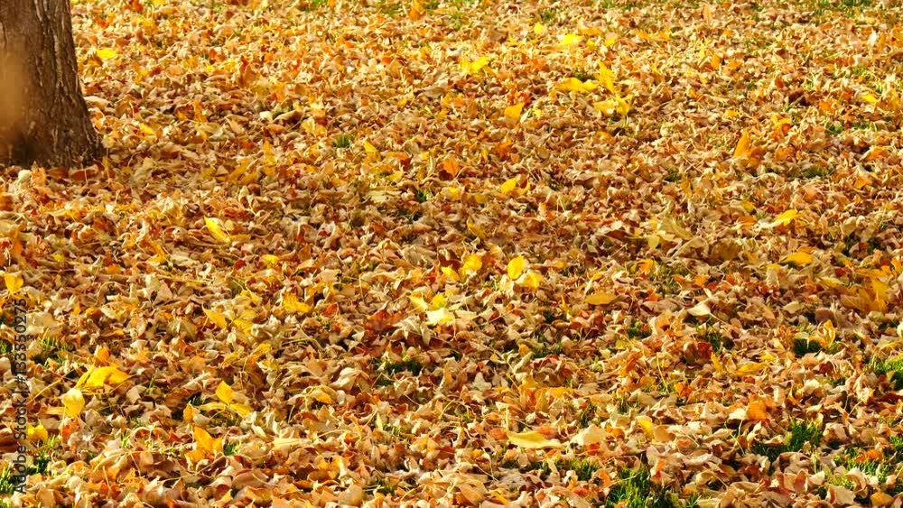 Falling Leaves onto Lawn in Wind Falling Leaves onto Lawn in Wind