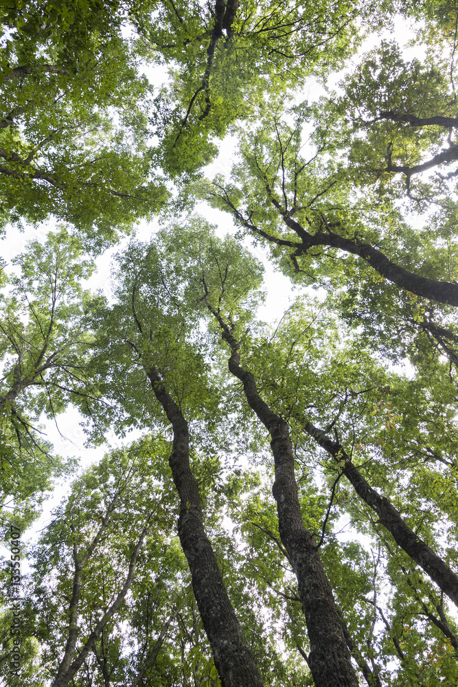 Fototapeta premium Alberi visti dal basso