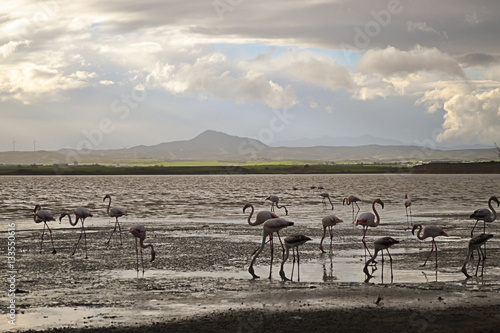 Foto Flamingos