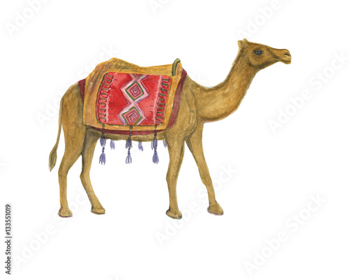 Watercolor painting Arabian Camel isolated on white background