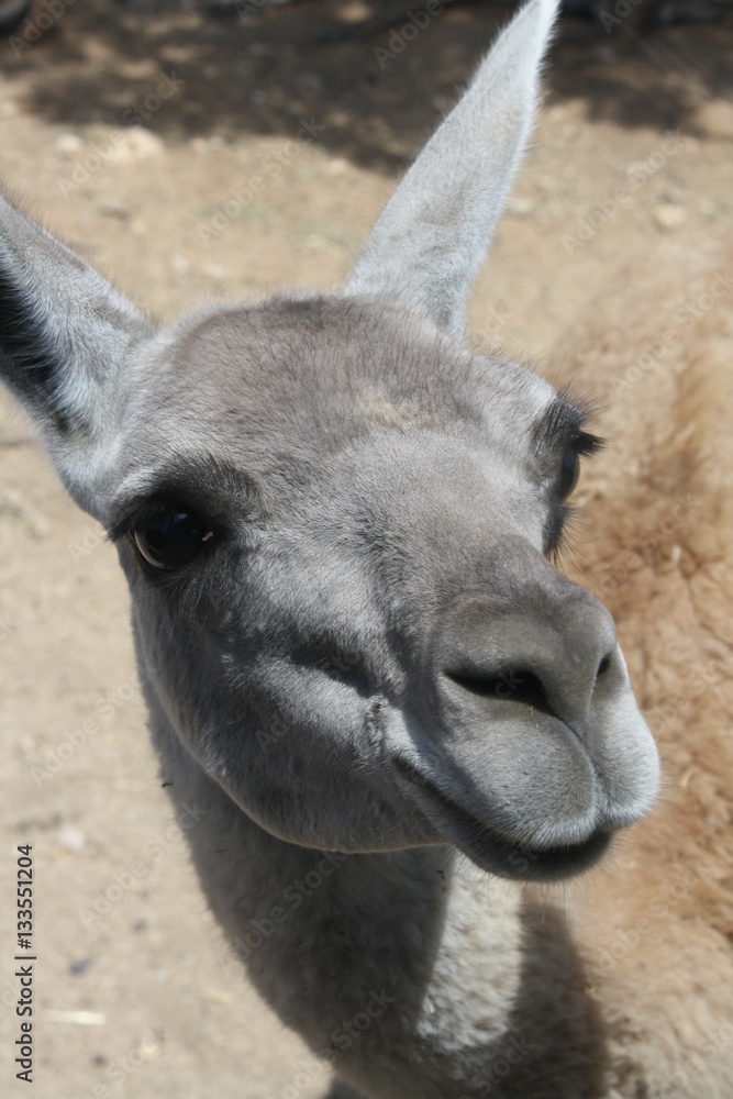 Obraz premium Primer plano de una llama