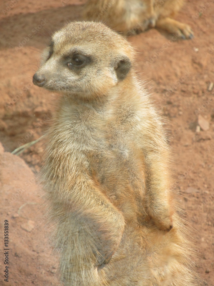 Cute and very funny meerkats at the zoo of Erfurt. They are always happy to pose for visitors and photographers. Cute and very funny meerkats at the zoo of Erfurt. They are always happy to pose for visitors and photographers.