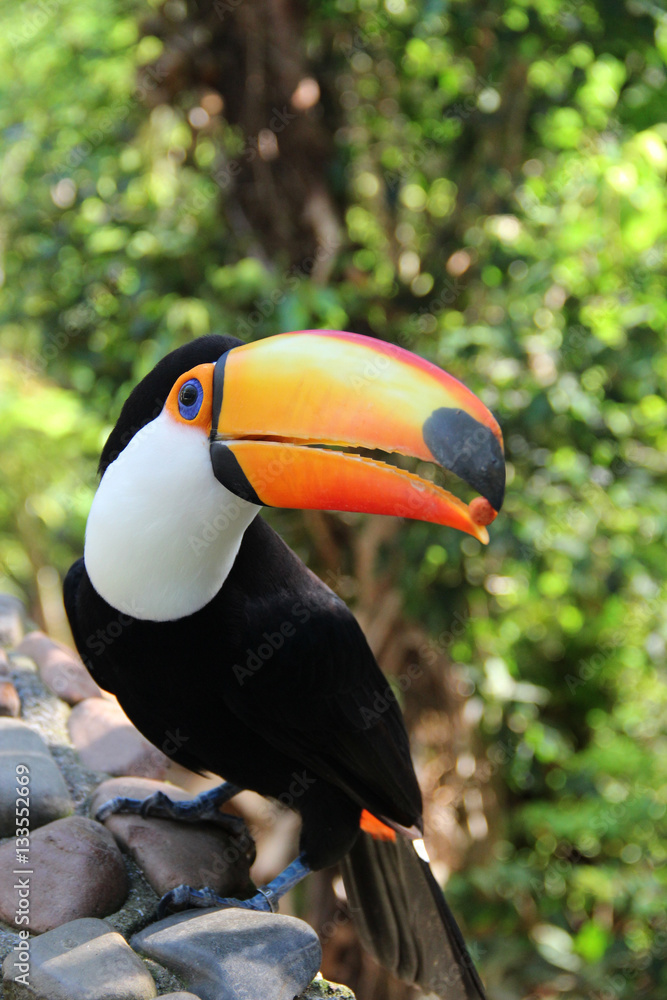 Fototapeta premium A colorful Toucan from south america