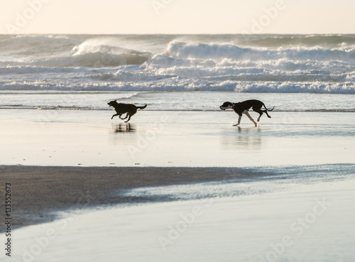 Dogs is running