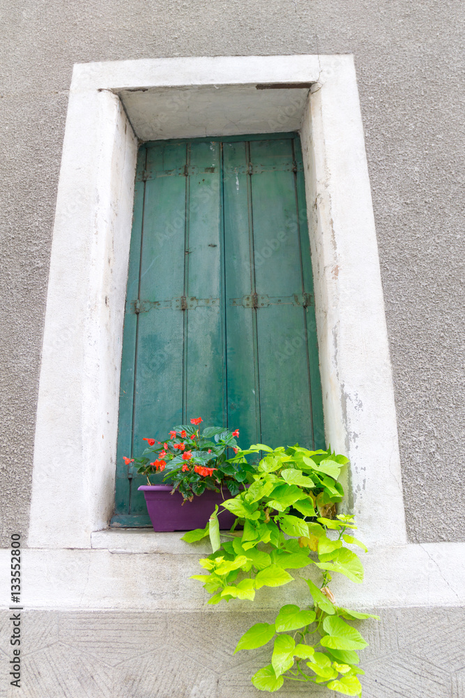 Residential wall green windows shutter closeup with two pot plants Saint Chinians, France.