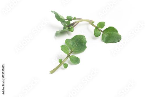 Fresh Watercress Leaves