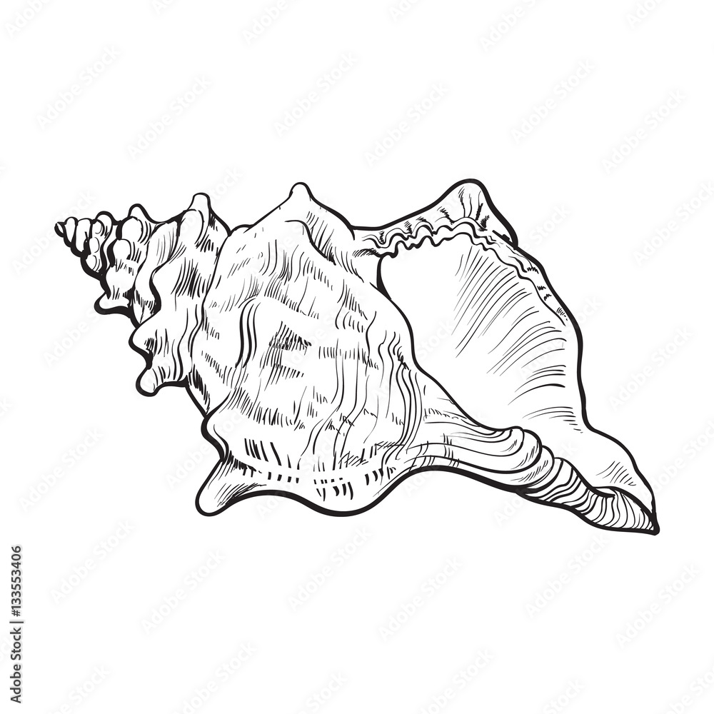 spiral conch sea shell, sketch style vector illustration isolated on white background. Realistic hand drawing of saltwater conch, sea snail shell spiral conch sea shell, sketch style vector illustration isolated on white background. Realistic hand drawing of saltwater conch, sea snail shell