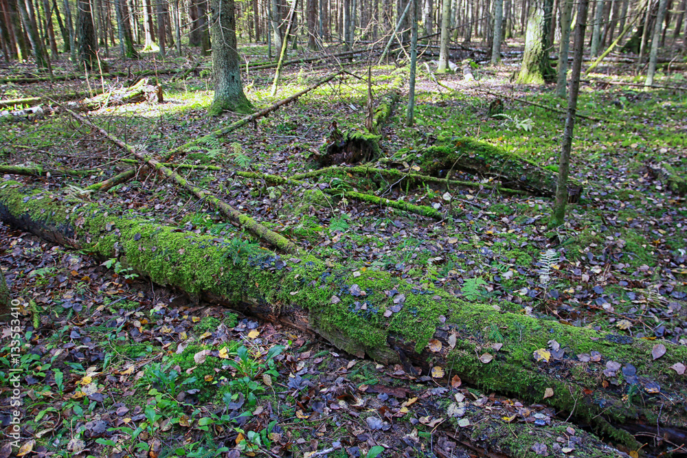 Fototapeta premium autumn mixed forest in autumn in September