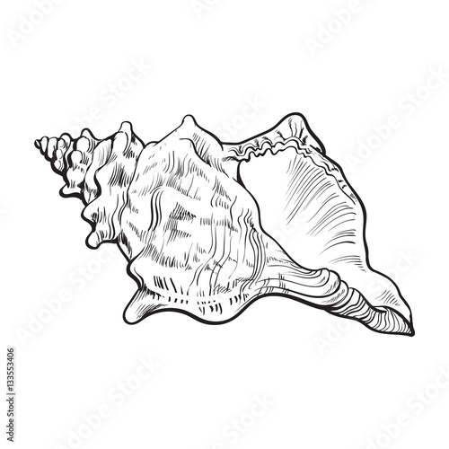 spiral conch sea shell, sketch style vector illustration isolated on white background. Realistic hand drawing of saltwater conch, sea snail shell