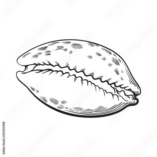 cowrie or cowry sea shell, sketch style vector illustration isolated on white background. Realistic hand drawing of shiny saltwater sea snail, cowrie shell with tiger pattern