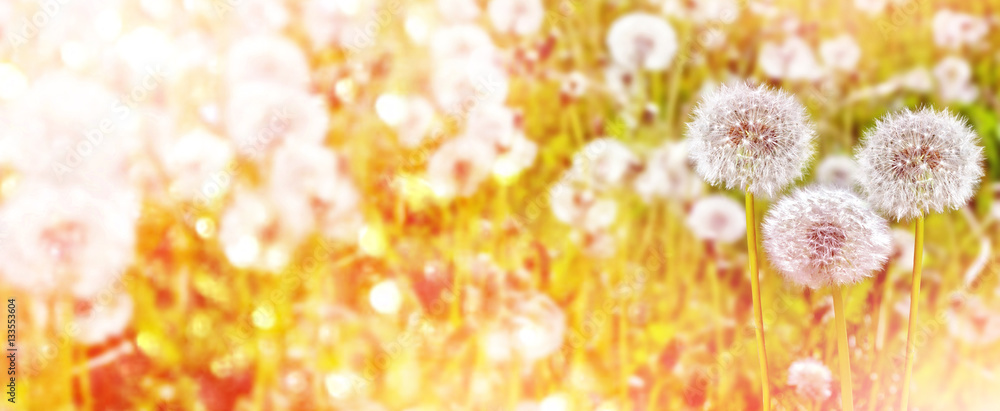 Fluffy dandelion flower against the background of the summer lan Fluffy dandelion flower against the background of the summer lan