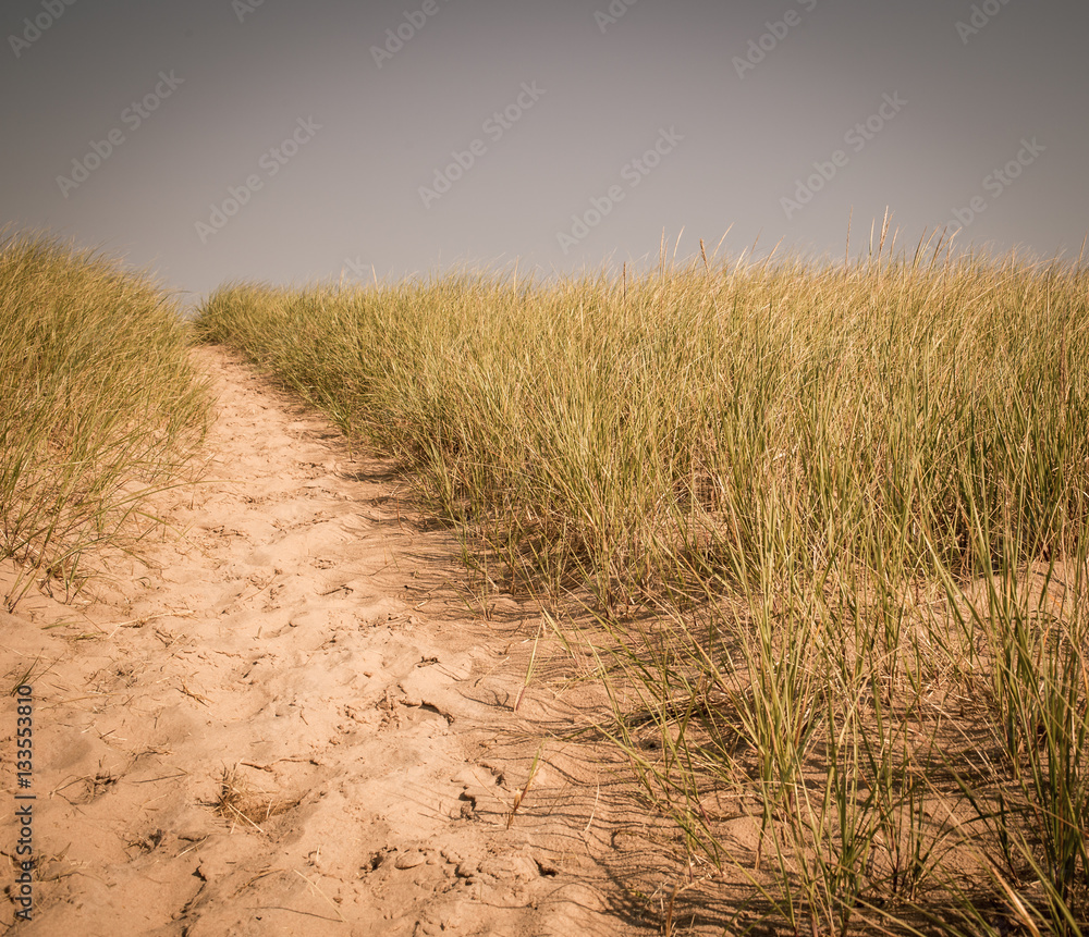 Fototapeta premium beach and grass