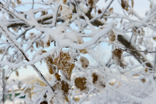 leaves of a tree in the snow and ice crystals