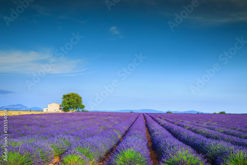 Magical lavender fields in Provence region, Valensole, France, Europe