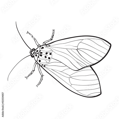 Top view of gray moth, sketch illustration isolated on white background. black and white hand drawing of moth butterfly insect on white background