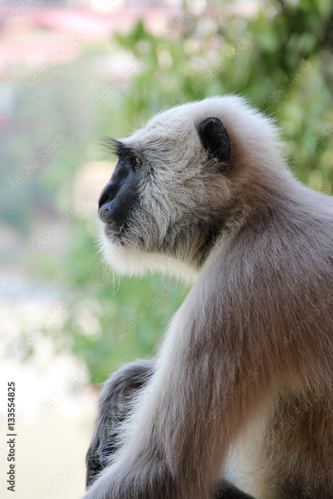 Gray langurs or Hanuman langurs, the most widespread langurs of the Indian Subcontinent, are a group of Old World monkeys constituting the entirety of the genus Semnopithecus