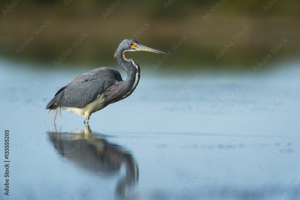 Obraz premium Wading Tri-colored Heron