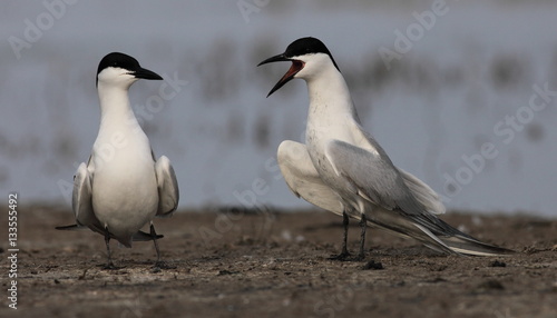 Tableau sur toile Gull-billed tern