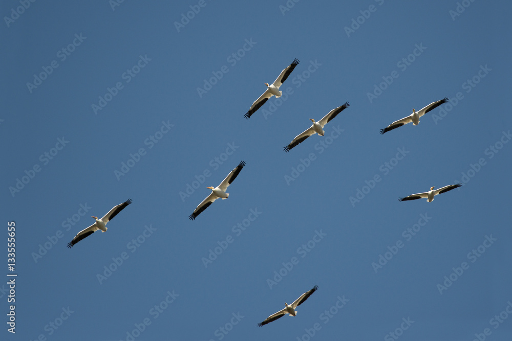 Obraz premium White Pelican Formation