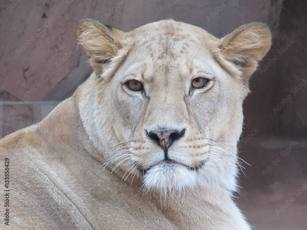 Beautiful, strong, graceful yet deadly, predator, queen of beasts a lioness walking in the zoo of Erfurt. She looks at zoo visitors, as the Queen on her subjects. Beautiful, strong, graceful yet deadly, predator, queen of beasts a lioness walking in the zoo of Erfurt. She looks at zoo visitors, as the Queen on her subjects.