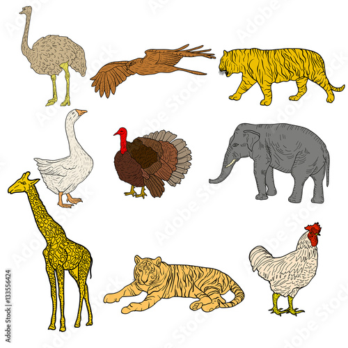 Sketch elephant  tiger  eagle  rooster  giraffe  ostrich  turkey  goose. chicken on a white background. Vector illustration