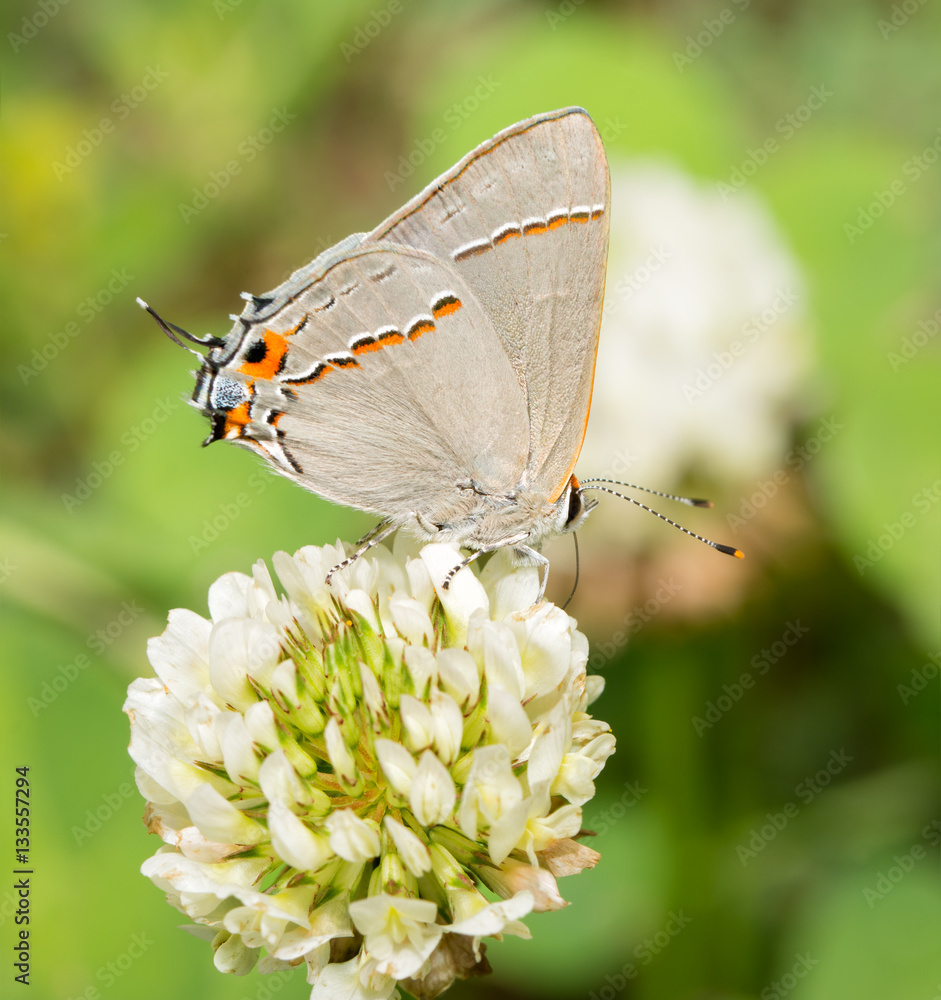 Obraz premium Tiny Gray Hairstreak butterfly feeding on a White Clover flower