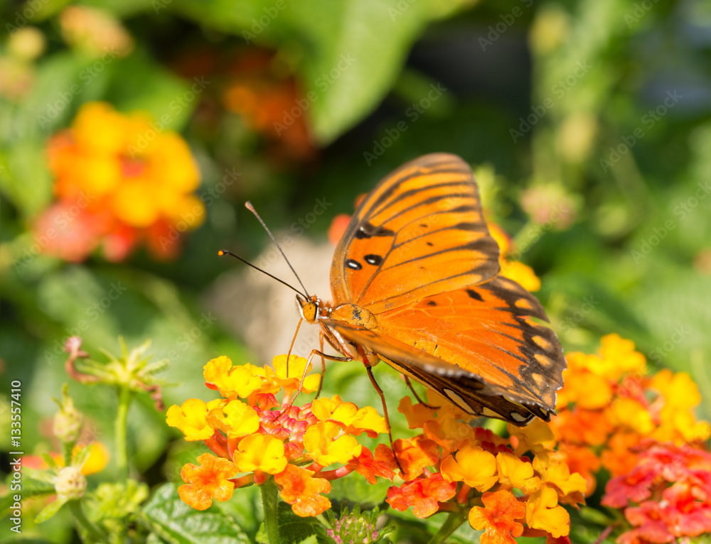 Gulf Fritillary butterfly feeding on a brightly colored Lantana flower
