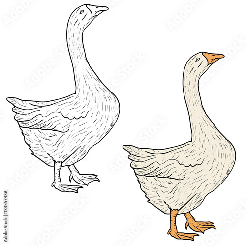 Sketch grey goose on a white background. Vector illustration.