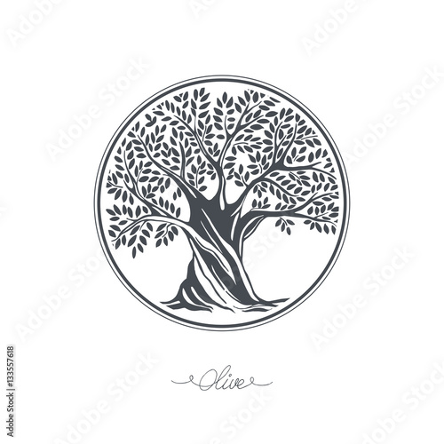 Hand drawn olive tree. Vector sketch illustration