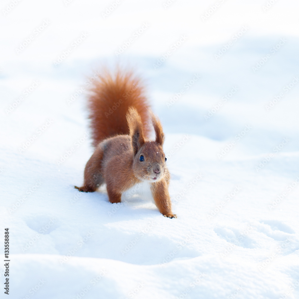 Cute red squirrel looking for food on the snow in winter Cute red squirrel looking for food on the snow in winter