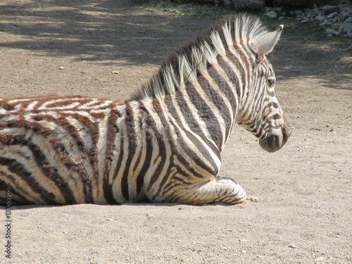 Striped  cute black white Zebra neatly combed mane and tail walking under the summer sun at the zoo of Erfurt.