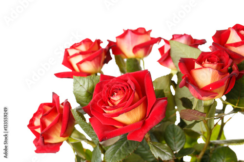 Bunch of red roses in vase on white background