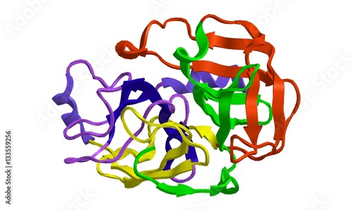Molecular structure of trypsin, 3D rendering