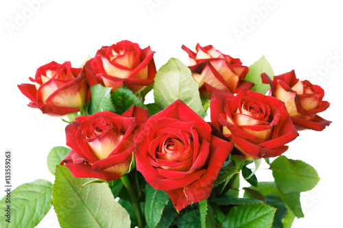 Bunch of red roses in vase on white background