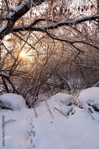 forest in winter © EvgenyPyatkov