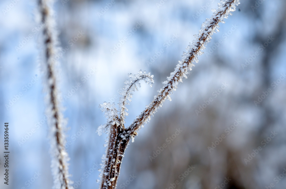 frozen ice hanging on winter plants